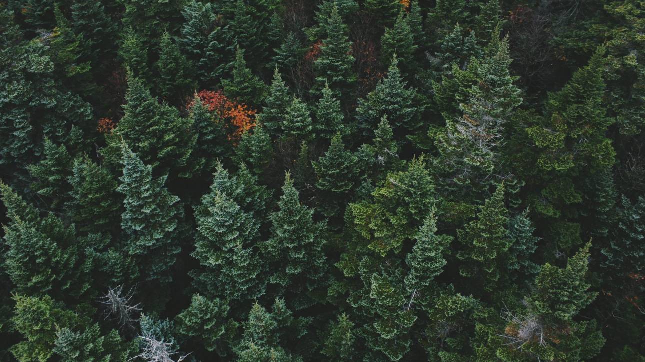 sustainable forest